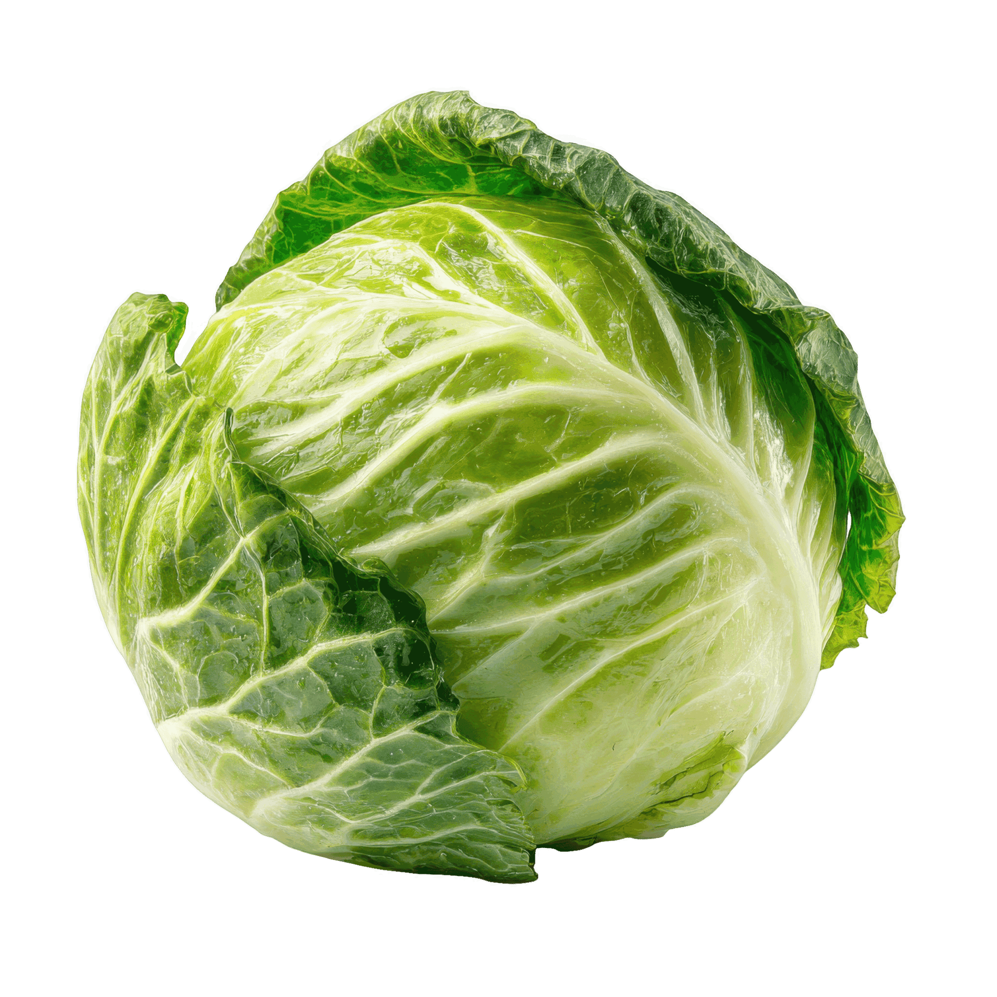Alsace Cabbage