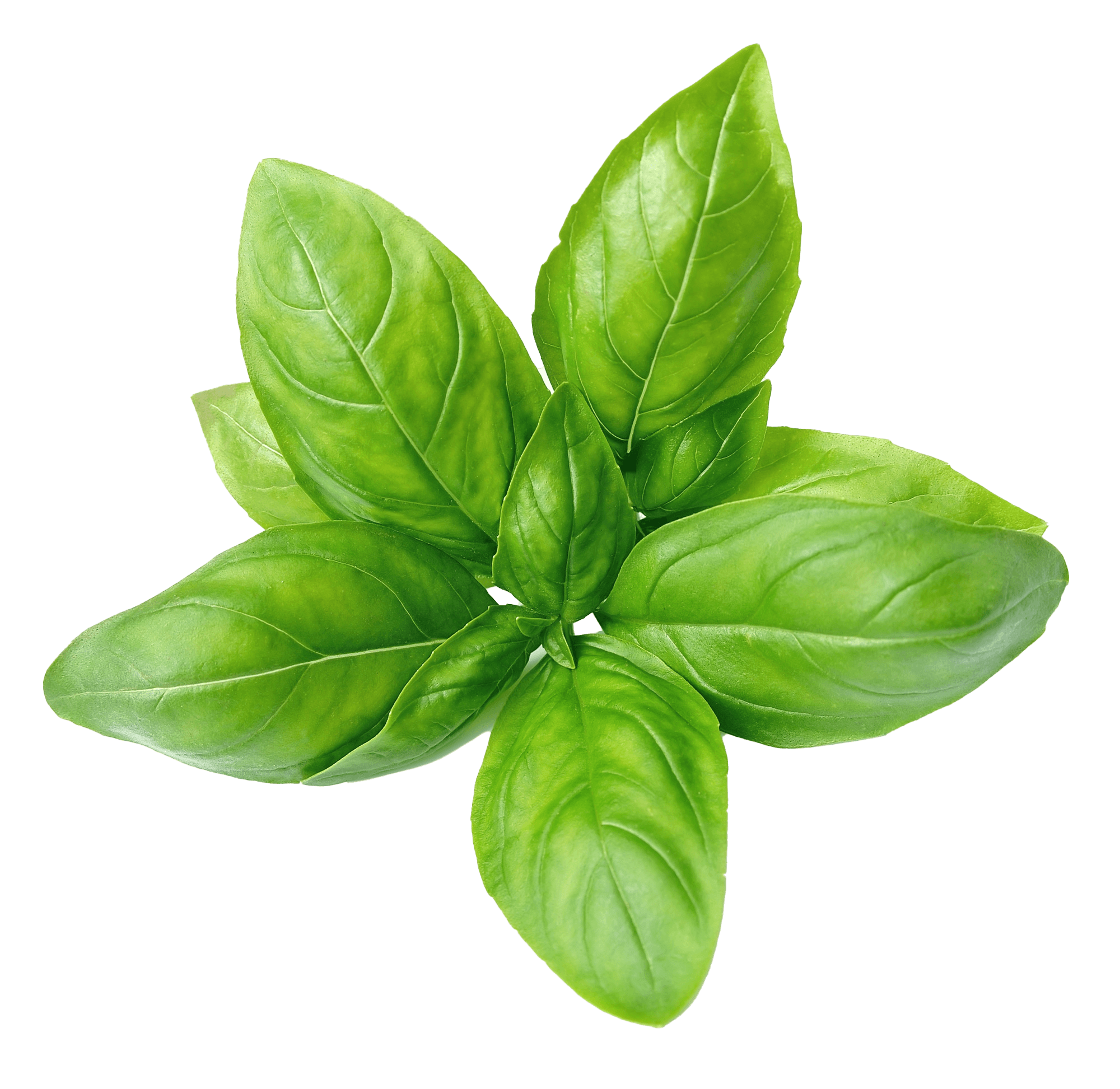 Genovese Basil
