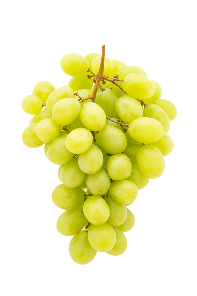 Trebbiano Grapes